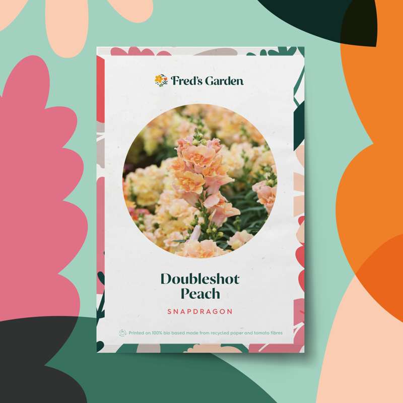 Løvemund 'Doubleshot Peach' (frø)